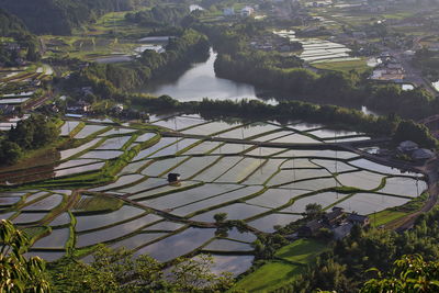 Paddy field from a hill