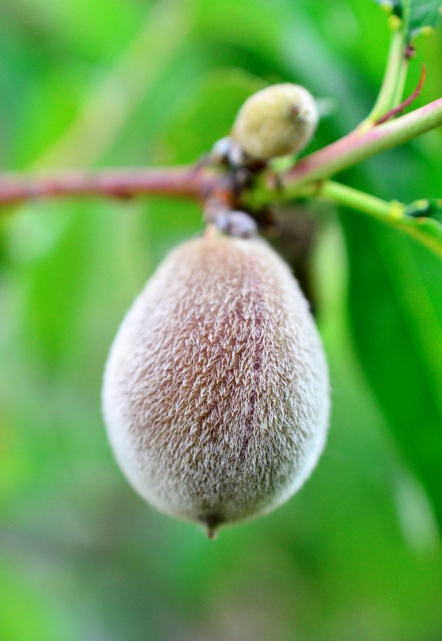 CLOSE-UP OF FRUITS ON PLANT