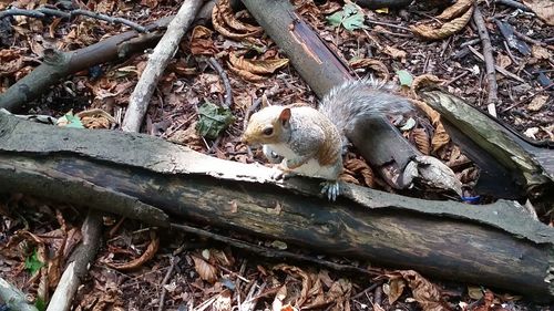 Squirrel on tree