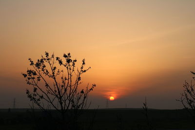 Silhouette of plants at sunset