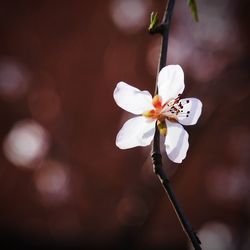 Close-up of fresh white flowers blooming outdoors