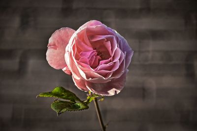 Close-up of pink rose