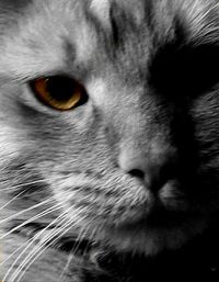 Close-up portrait of cat