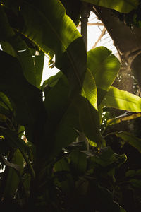 Low angle view of tree