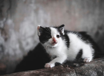 Portrait of cute kitten