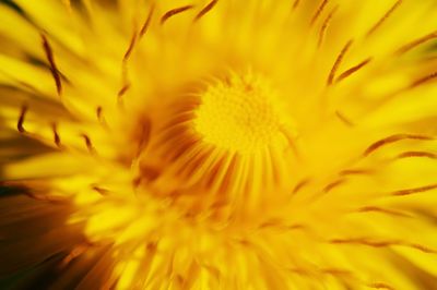 Close-up of yellow dandelion flower