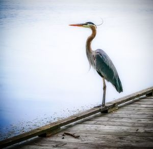 High angle view of gray heron perching on beach against sky