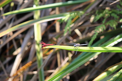 Close-up of insect on grass