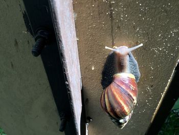 High angle view of fish swimming in water