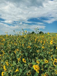 Yellow flowers blooming on field against sky