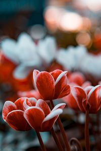 Close-up of red flowering plant