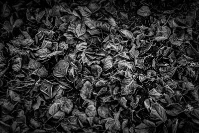 High angle view of dried leaves on field