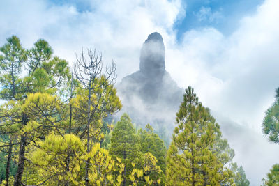 Nature mountain landscape of canary island with roque nublo rock peak enveloping by dense fog