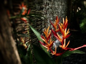 Close-up of flowers against blurred background