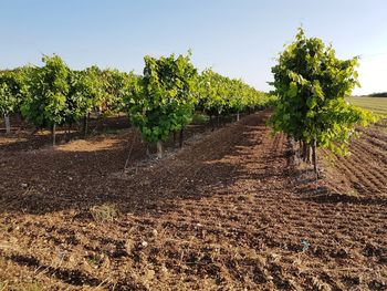 Vineyard against sky