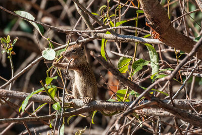 Squirrel on tree branch