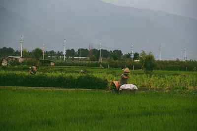 Rear view of woman sitting on agricultural field against sky