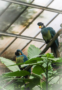 Bird perching on a plant