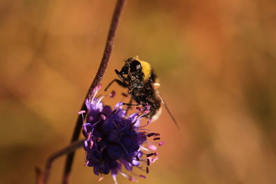 Close-up of bumblebee pollinating on purple flower 