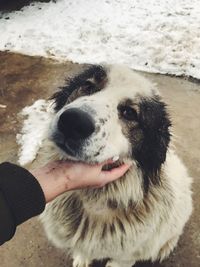 Close-up of hand holding dog during winter