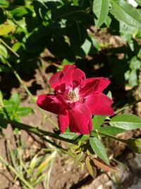 Close-up of red hibiscus blooming outdoors