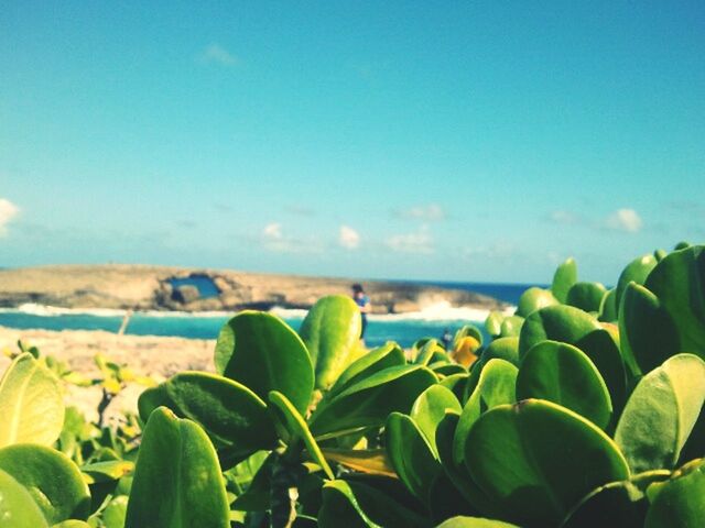 sea, horizon over water, beauty in nature, beach, tranquil scene, water, tranquility, nature, scenics, plant, sky, growth, green color, leaf, shore, sand, idyllic, sunlight, focus on foreground, outdoors