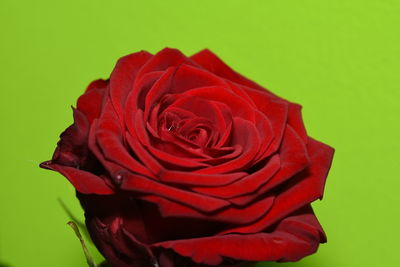 Close-up of red rose against green background