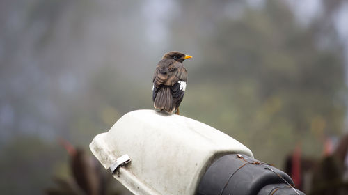 Close-up of bird perching on railing