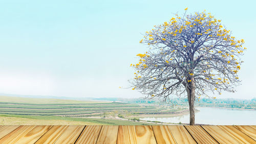 Tree growing in farm at riverbank against clear sky