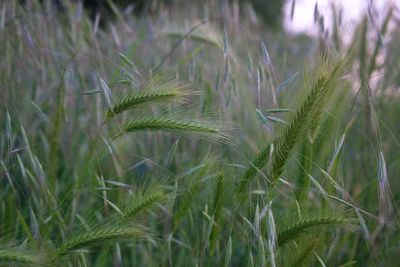 Close-up of wheat growing on field