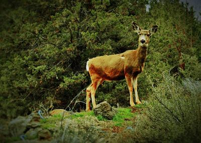 Deer standing in forest