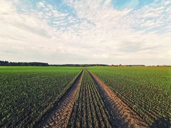 Scenic view of agricultural field against sky