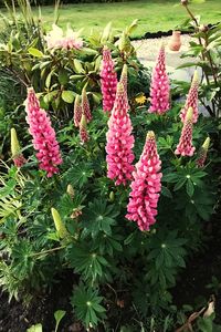 Close-up of pink flowers blooming outdoors