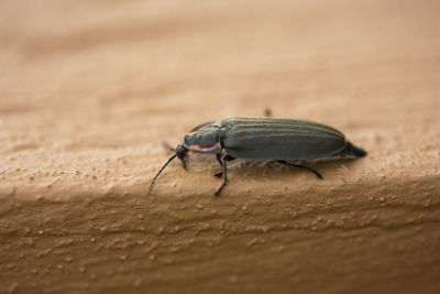 Close-up of insect on sand
