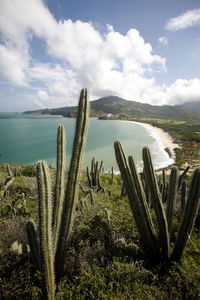 Cactus growing at sea shore against sky