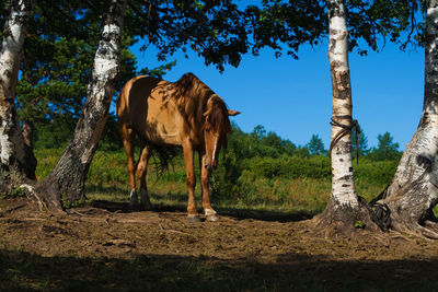 Horse standing in a field