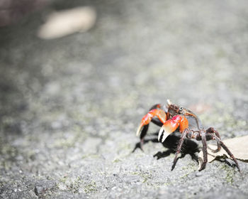 Close-up of insect on rock