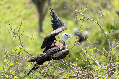 Bird perching on branch