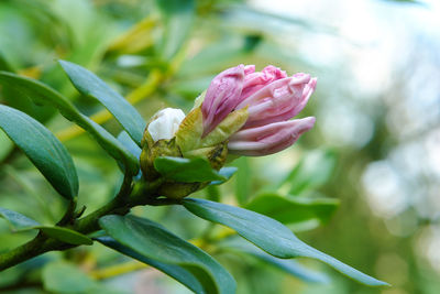 Close-up of insect on pink flower