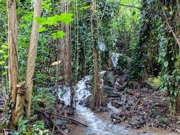 Trees by plants in forest