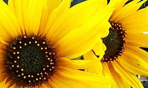 Close-up of sunflower