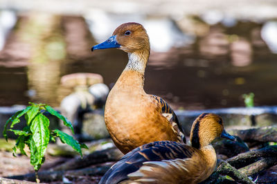 Close-up of a bird