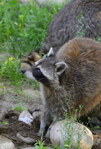 A moment in the life of a raccoon