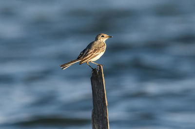 Close-up of bird perching on wooden post