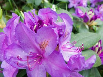 Close-up of pink flower