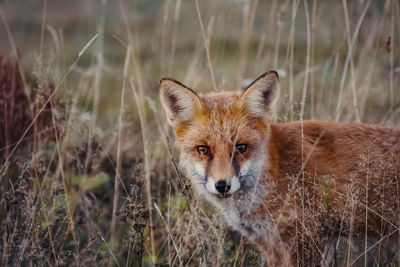 Autumn portrait of a wild fox