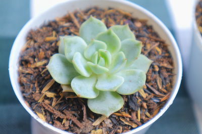 High angle view of succulent plant in bowl