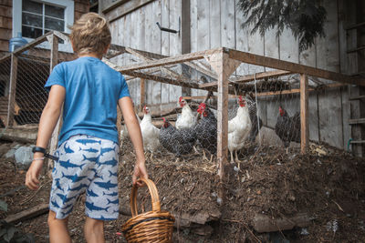 Rear view of boy holding eggs in basket at farm
