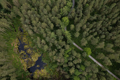 Low angle view of airplane flying in forest