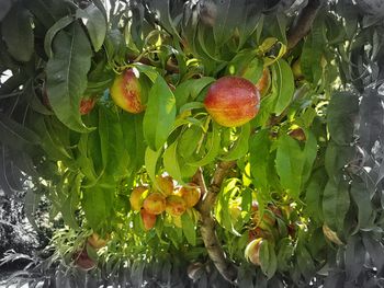 Close-up of fruits hanging on tree